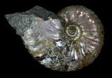 Hoploscaphites Ammonite - South Dakota #22695-1